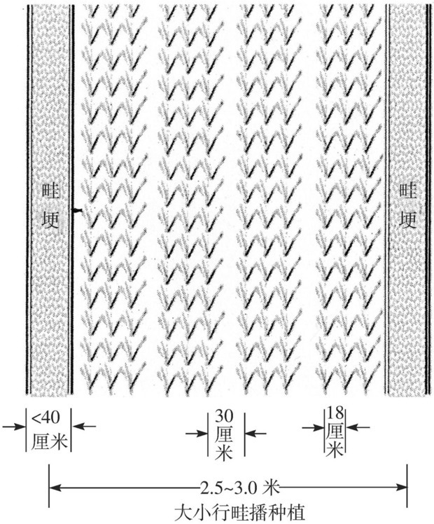 小麦如何种植