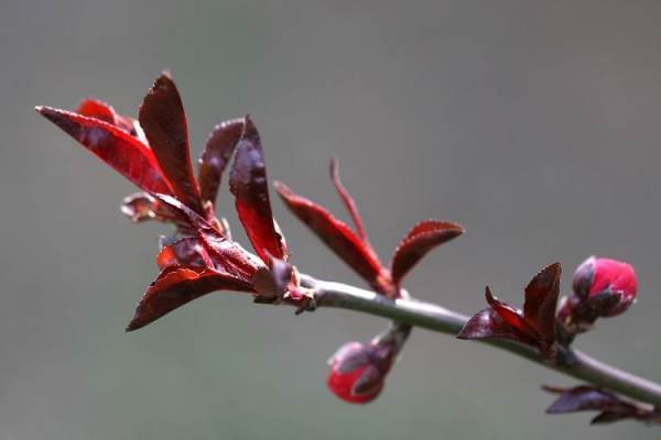 紫色叶子的植物有哪些？