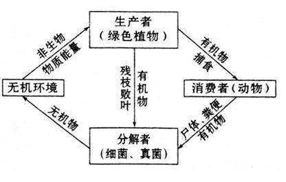 生物与环境的相互关系包括哪几个方面