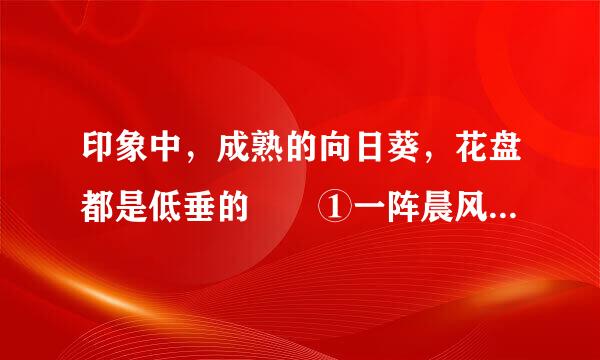 印象中，成熟的向日葵，花盘都是低垂的  ①一阵晨风拂过  ②可我家的这几株向日葵初出茅庐  ③所以有诗人赞叹...