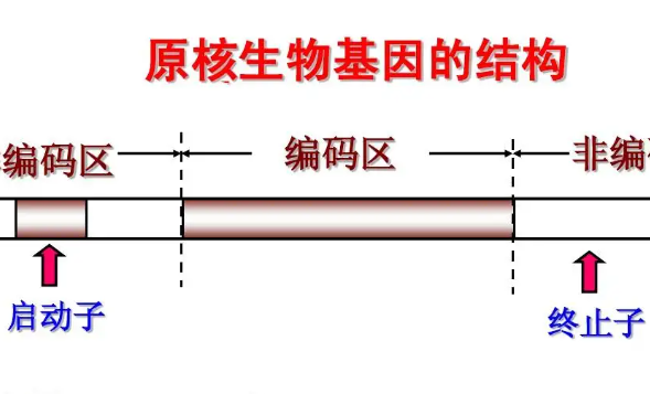 启动子和终止子是什么?