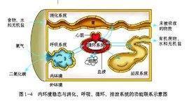 内环境的概念和作用分别是什么？