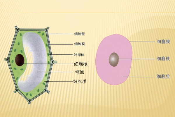 植物细胞的基本结构是什么?