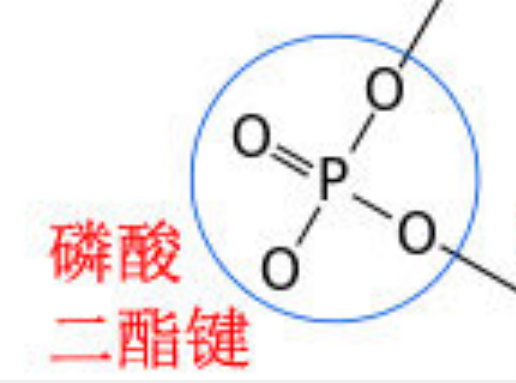 磷酸二酯键的结构图