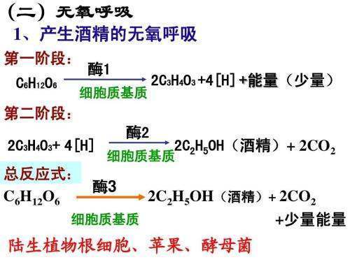 无氧呼吸的反应式