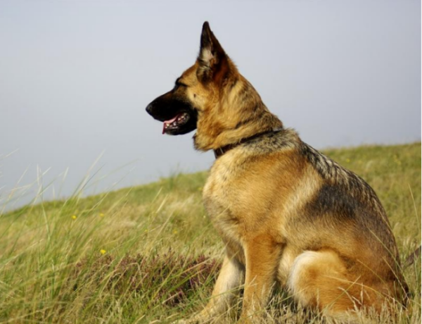 大型犬和小型犬可以交配吗