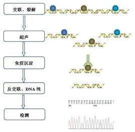 chip实验原理及步骤