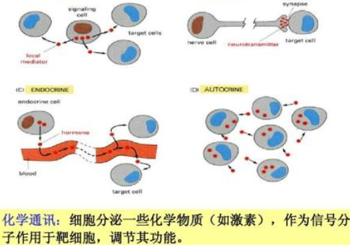 比较G蛋白偶联受体介导的信号通路有何异同