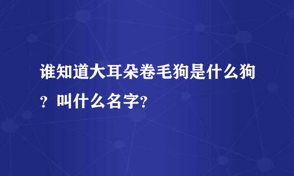 谁知道大耳朵卷毛狗是什么狗？叫什么名字？