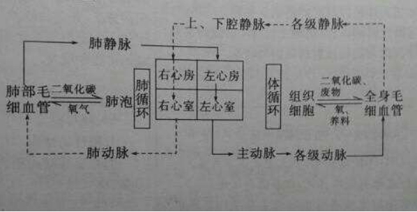 体循环和肺循环来自的路线图