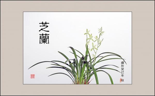 芝兰茂千载 琴瑟乐百年 是什么意思?