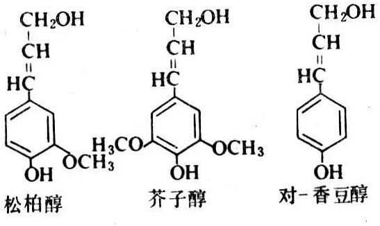 什么是木质素？