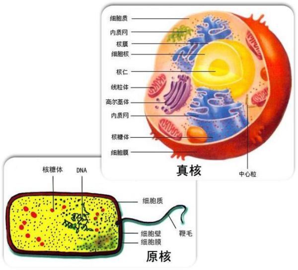 真核生物和原核生物的异同