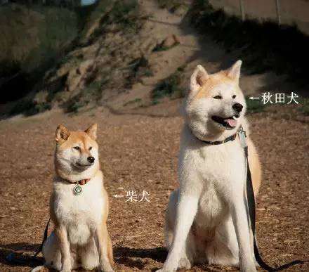 秋田犬和柴犬的区别是什么？