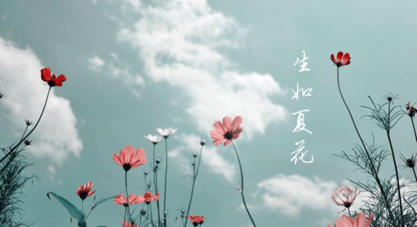 生如夏花之绚烂，死如秋叶之静美草往又频何反线上.是什么意思