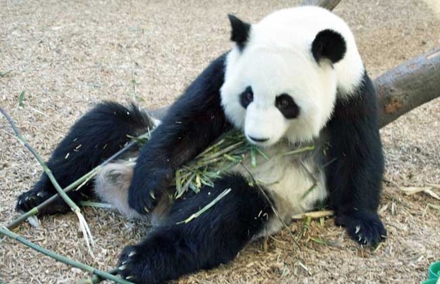 大交出晶间钢求宣熊猫的生活习性