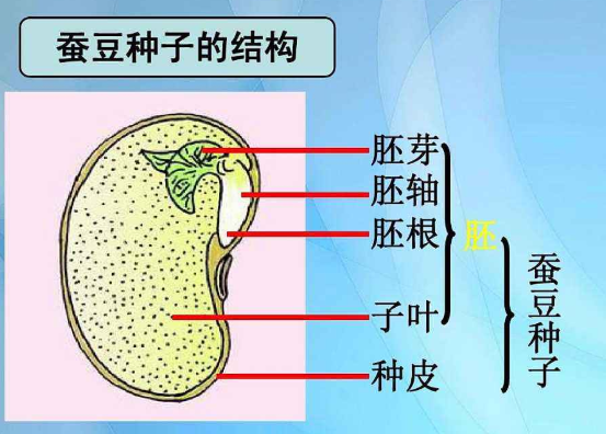 种子中的胚包括什来自么？