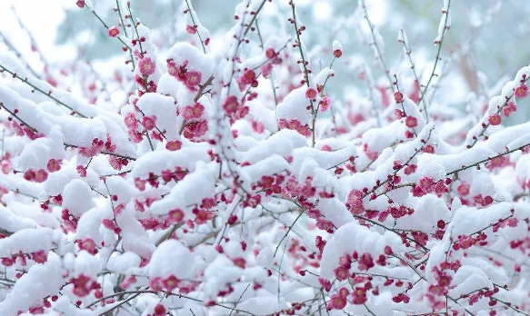 梅须逊雪三分，白雪却输梅一段香是什么意思？