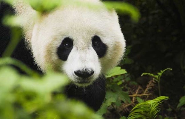 大交出晶间钢求宣熊猫的生活习性