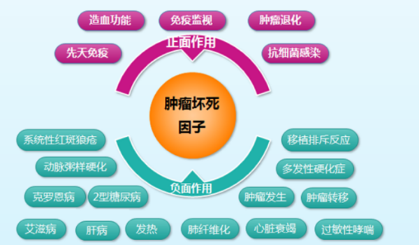 TNF在医学检验中代表什么意思