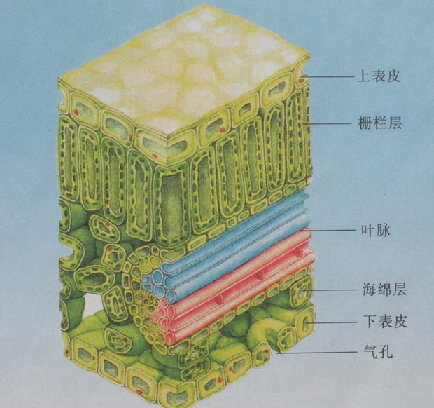 叶片结构示意图