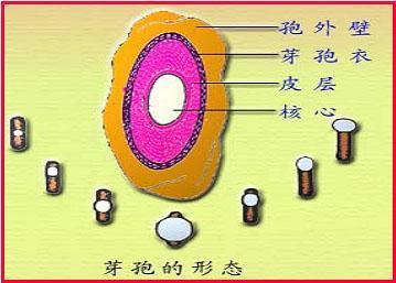 芽孢是什么?