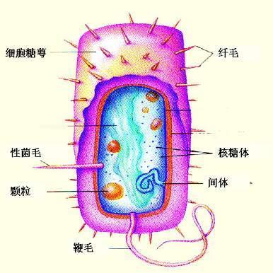 芽孢是什么?