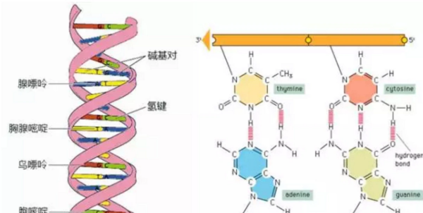 碱基是什么意思？