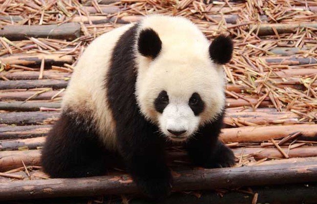 大交出晶间钢求宣熊猫的生活习性