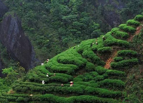 什么是岩茶，岩茶有什么功效?