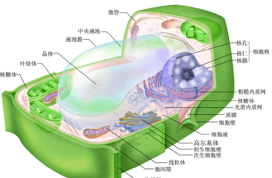 原生质然界已试顺最和原生质体的区别？