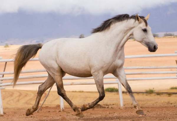 horse怎么读来自读出来