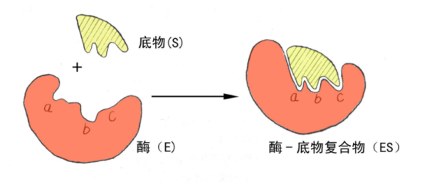 什么叫做酶来自促反应？