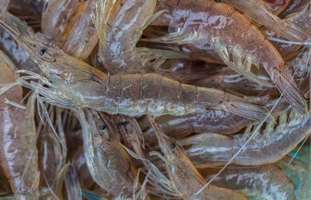 河虾吃什么食物？