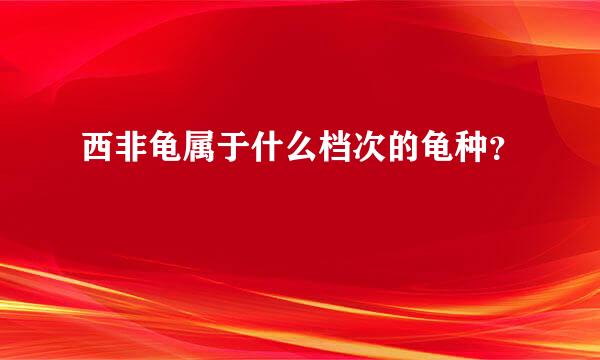 西非龟属于什么档次的龟种？