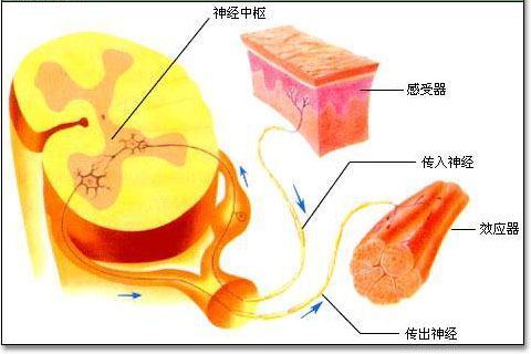 网络上弧是什么意思?被弧呢?