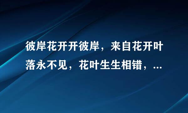 彼岸花开开彼岸，来自花开叶落永不见，花叶生生相错，因果注定一生死。是什么意思？