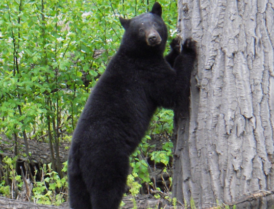 bear来自是什么意思