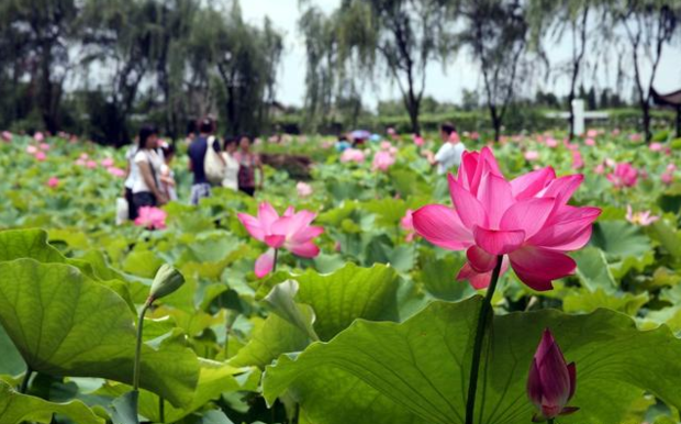 在农村干什么挣钱