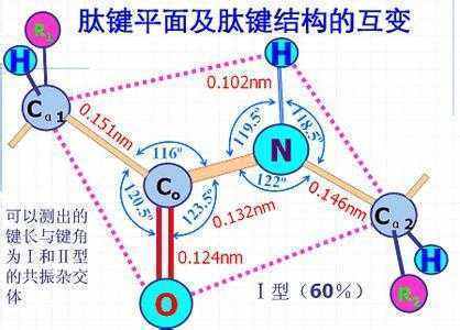 什么是肽链 肽来自链和肽键是什么关系