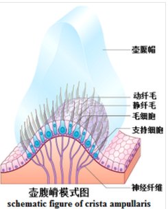 壶腹嵴名词解释