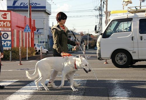 导盲犬是什么狗