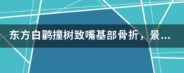 东方白鹳撞树致嘴基部骨折，景区对此是否有急救措施？来自