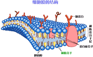 细胞来自膜的结构特点与功能特点分乐环固自冷香相文别是什么？