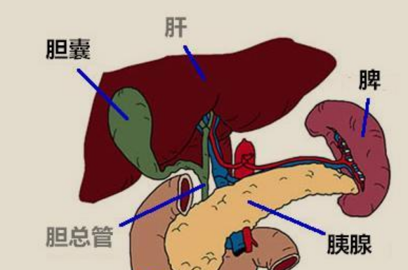 胆在来自人体什么位置图