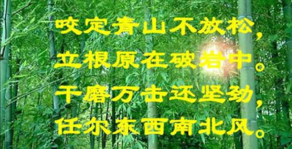 咬定青山不放松立根原在破岩中这句是什么意思