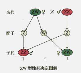 ZW型性别决定的生物有哪些