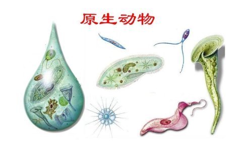 原核生物与艺原生生物的区别？