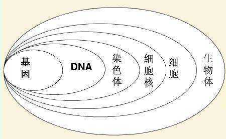 基因，染色体，DNA三者之间的关系