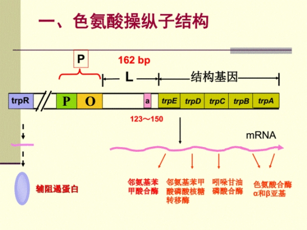 操纵子的名词解释是什么？